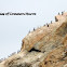 Common Murre