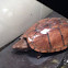 Eastern mud turtle