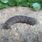 Hawk moth caterpillar