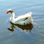 Brown Chinese Goose x Graylag Goose hybrid