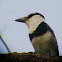 White-necked Puffbird