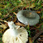 Powdery Brittlegill/Berijpte Russula
