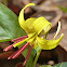 Trout lily