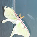 Lunar Moth