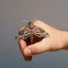 Pink-spotted Hawkmoth