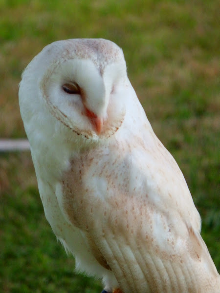 Barn Owl | Project Noah