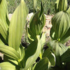 gentian