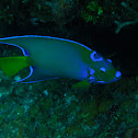 Queen Angelfish