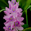 Water Hyacinth