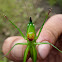 Horned Katydid