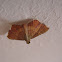 Endotricha flammealis