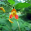 Orange Jewelweed