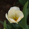 White Tulip