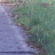 Wood Thrush