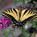 Tiger Swallowtail Butterfly