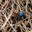escarabajo