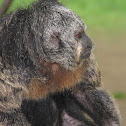 Equatorial Saki Monkey