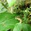 Oak Bush Cricket