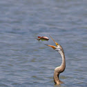 Indian Darter