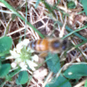 European Honeybee