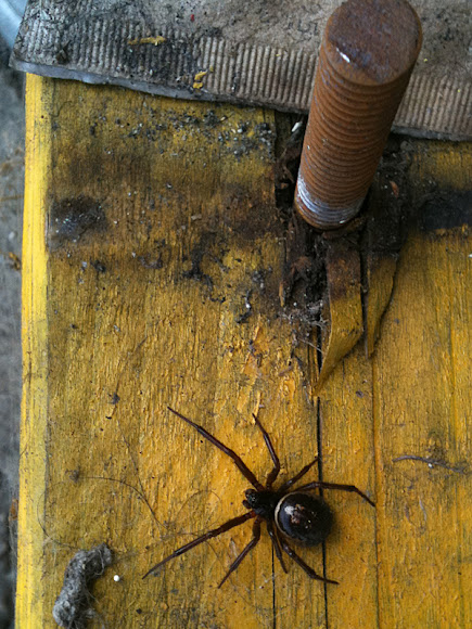 Spotting Image 1