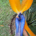 Strelitzia