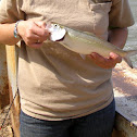 Skipjack Herring