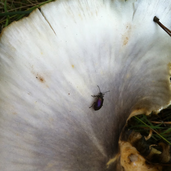 Spotting Image 1