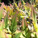 Heavenly Bamboo