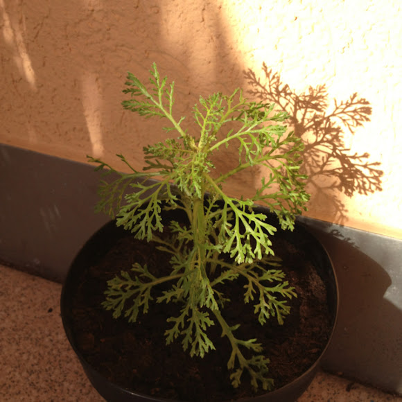 Spotting Image 1