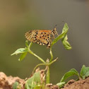 Orange Acraea / Small Orange Acraea