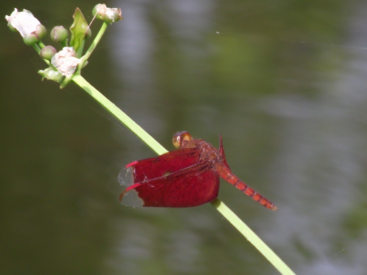 Fulvous Forest Skimmer