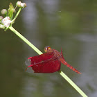Fulvous Forest Skimmer