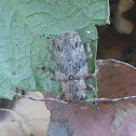 Long Horned Beetle