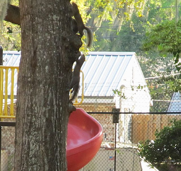 Spotting Image 1