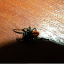 Philaeus Chrysops