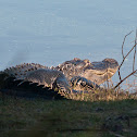 American alligator