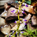 Coleus