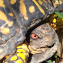 Ornate Box Turtle