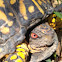 Ornate Box Turtle