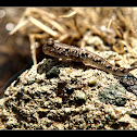 Mudskipper