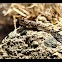 Mudskipper