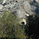 Black bear