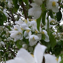 Crabapple Tree