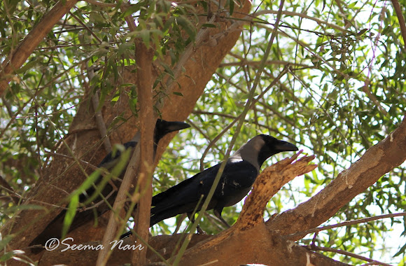 Spotting Image 1