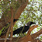 House Crow