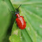 Scarlet lily beetle