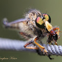 Robber Fly