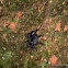 Trap-door Spider