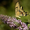 Giant SwallowTail